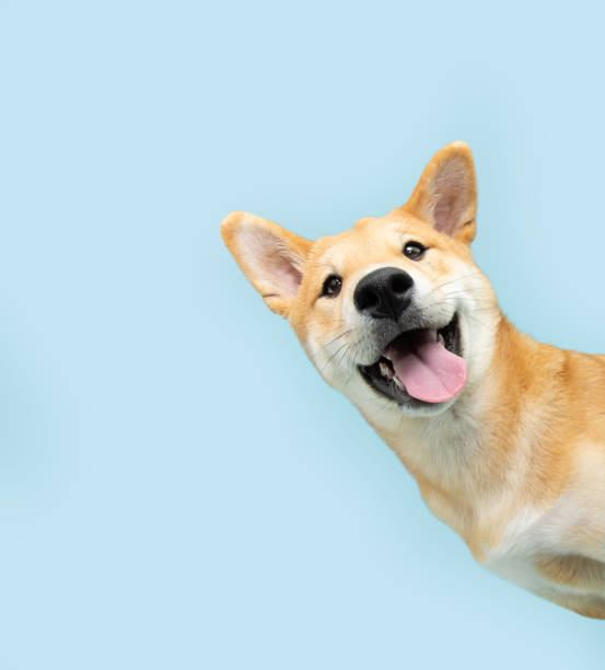 CÃES