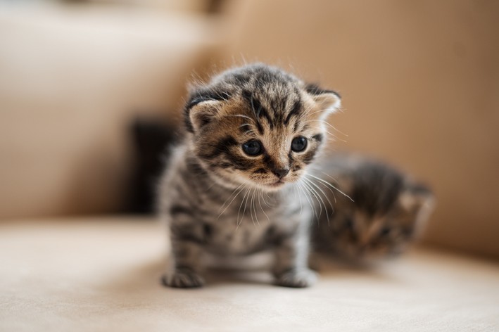 GATOS