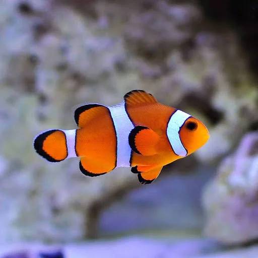 PEIXE